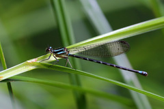 Argia pulla