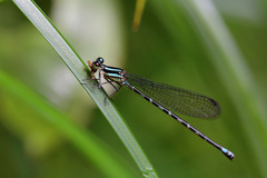 Argia pulla