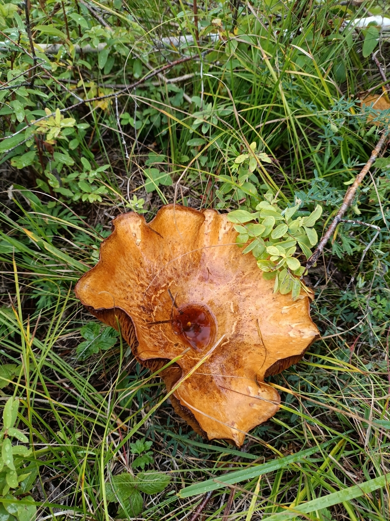 Paxillus involutus · August 2025 · photo: © svyatoslav74404 (iNaturalist, cc-by)