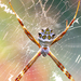 Orbweavers - Photo (c) hwise01, some rights reserved (CC BY-NC), uploaded by hwise01
