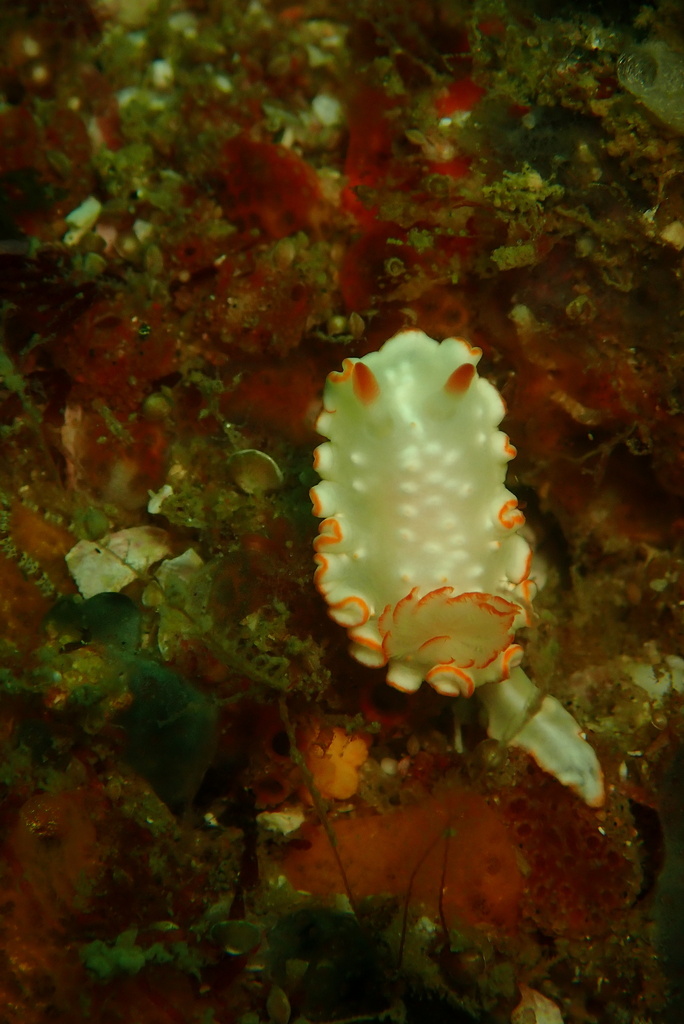 Diversidoris aurantionodulosa
