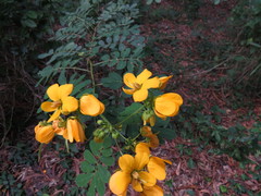 Senna gaudichaudii