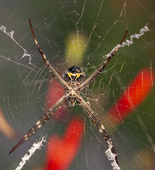 Argiope blanda