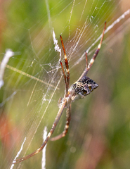 Argiope blanda