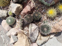Mammillaria compressa