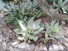 Agave mitis albicans