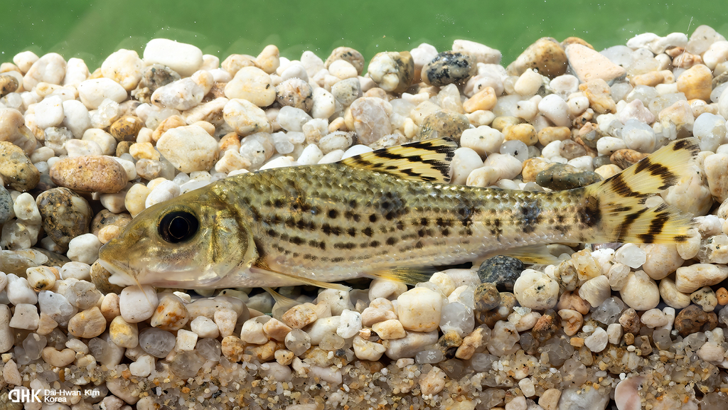 Korean Doty Barbel