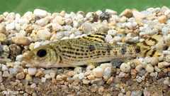 Korean Doty Barbel photo 1