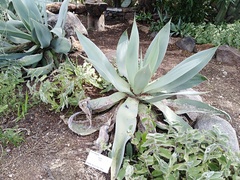 Agave mitis albicans