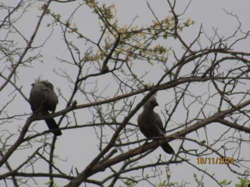 Grey Go-away-bird (Crinifer concolor), photo 9