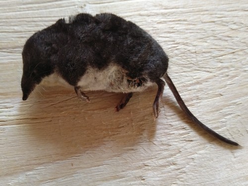 Mediterranean Water Shrew, photo 4 of 10