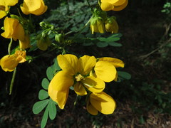 Senna gaudichaudii