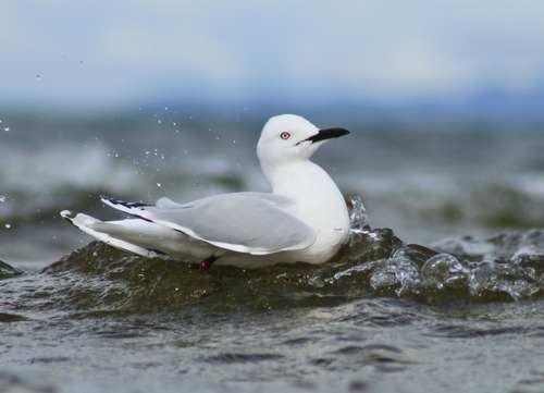 Black-billed Gull｜新西兰黑嘴鸥 参考照片