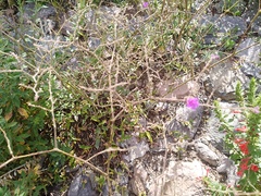 Mirabilis glabrifolia