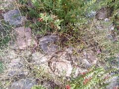 Mirabilis glabrifolia