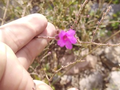 Mirabilis glabrifolia
