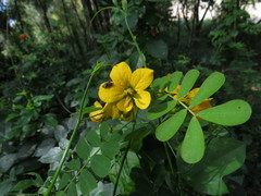 Senna gaudichaudii