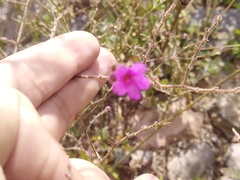 Mirabilis glabrifolia