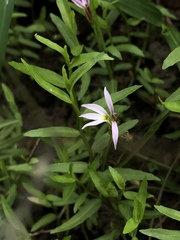 Lobelia chinensis