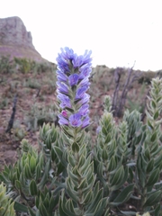 Lobostemon argenteus