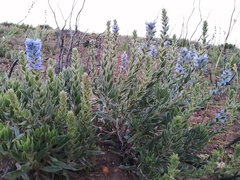 Lobostemon argenteus