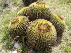 Kroenleinia grusonii