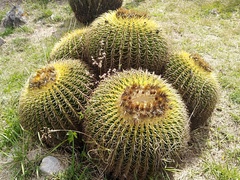 Kroenleinia grusonii