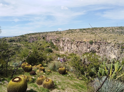 Echinocactus grusonii iNat (2)