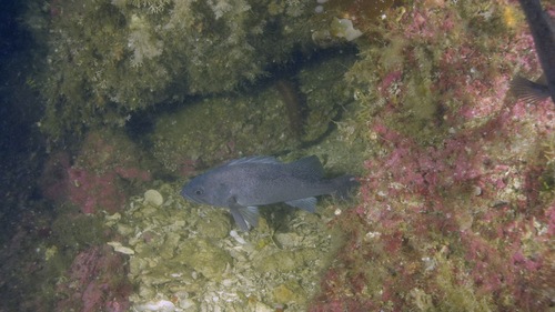 Dusky rockfish (Sebastes ciliatus) — Sebastidae — 4