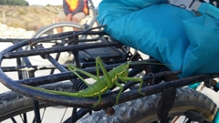 Hemisaga denticulata