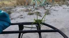 Hemisaga denticulata