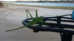 Hemisaga denticulata