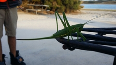 Hemisaga denticulata