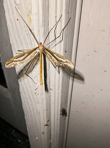 Unknown species found near Upper Rattlesnake, Missoula, MT 59802, USA