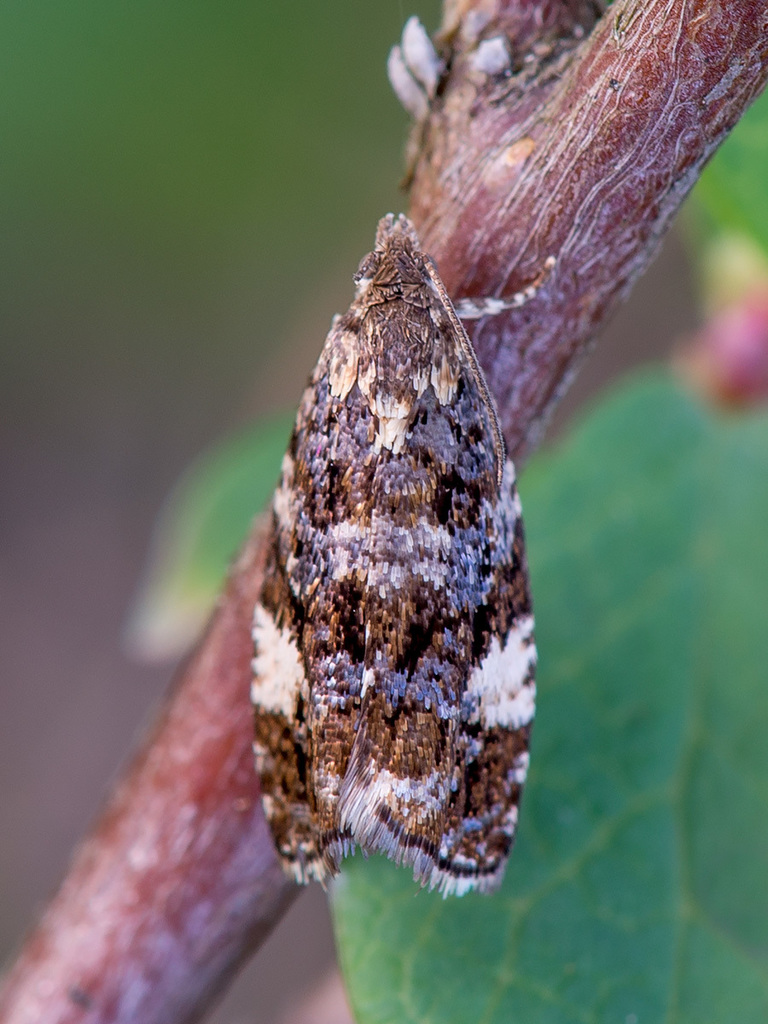 Argyroploce lediana