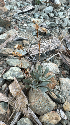 siskiyou mountains ragwort (Packera macounii)