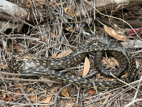 Australian Scrub Python sighting