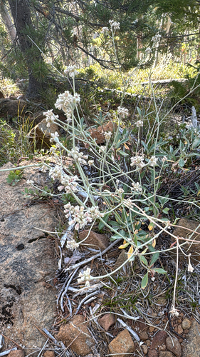 waldo wild buckwheat (Eriogonum pendulum)