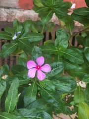 Catharanthus roseus