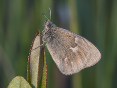 Coenonympha tullia