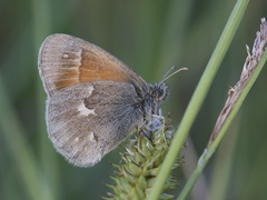 Coenonympha tullia