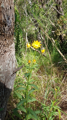 Xerochrysum bracteatum