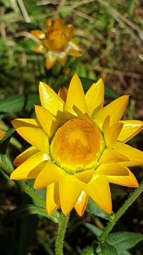 Xerochrysum bracteatum