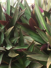 Tradescantia spathacea