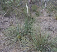 Xanthorrhoea caespitosa