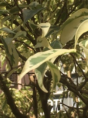 Ficus benjamina