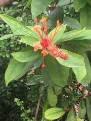 Ixora