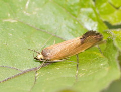 Delexocha ochrocausta