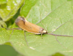 Delexocha ochrocausta