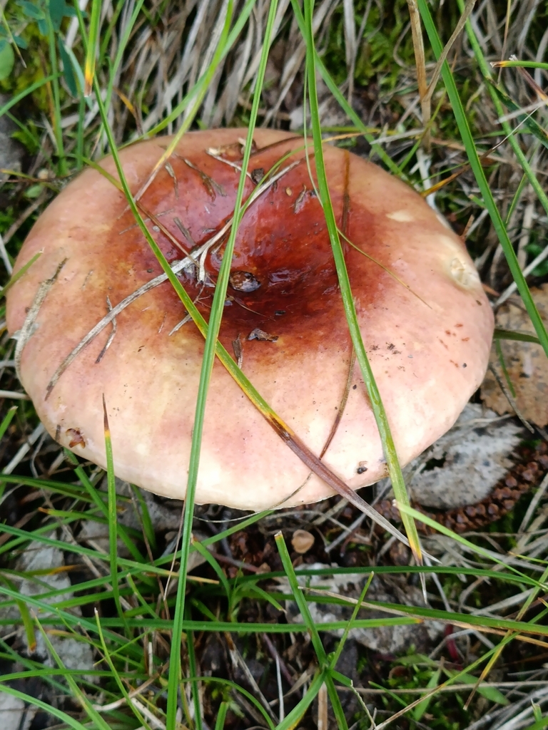 Russula vesca